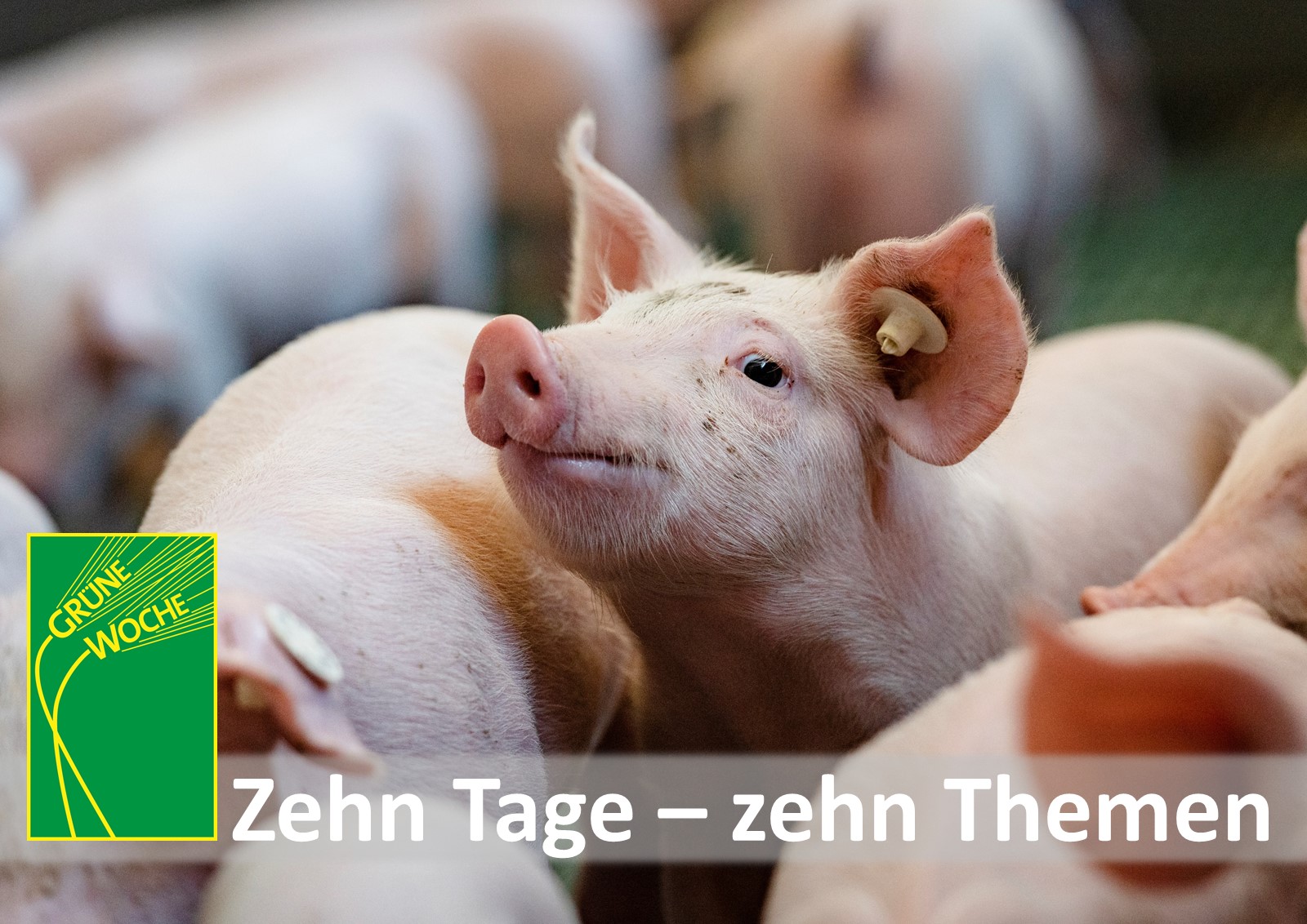 Grüne Woche 2022, Tag 2: Tierisch was los auf dem Bauernhof