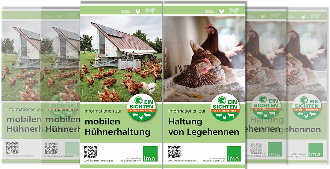 Nicht nur zu Ostern: „EinSichten“ in die Hühnerhaltung