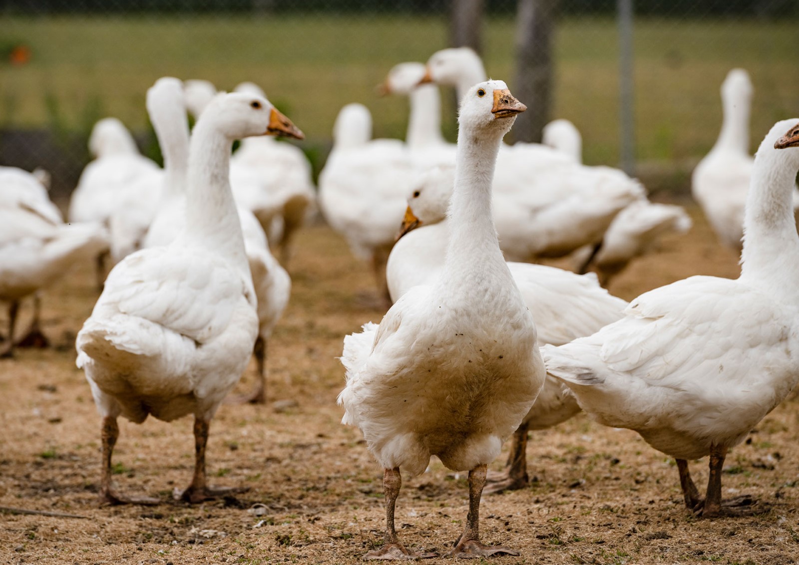 Gans oder gar nicht - lautet jetzt die Devise auf dem Gut Kemlitz