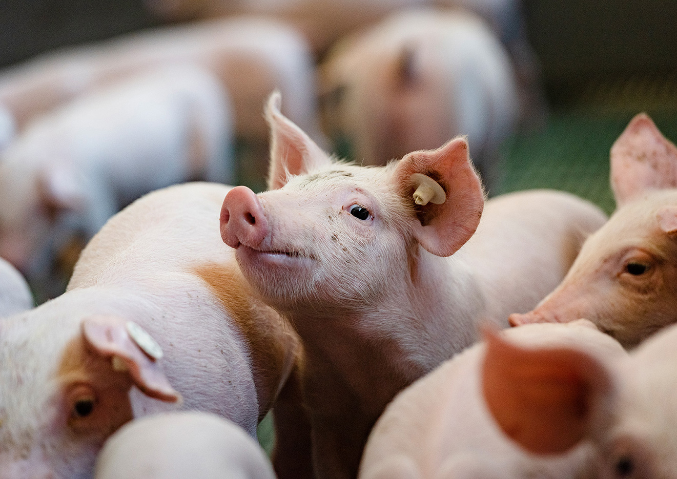 Wohlfühltemperatur im Schweinestall von Hof Frilling