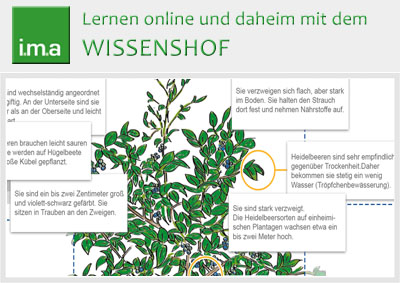 Kennst Du Dich aus beim Beerenobst aus heimischem Anbau?