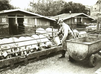 fuetterrung schweine im freien haase