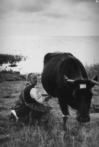 handmelken mit eimer auf feld