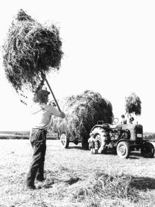 heuernte mit gabel und traktor 464 schiffer