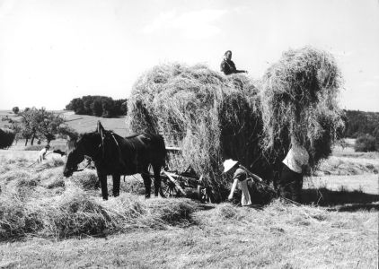 heuernte mit pferdewagen holder