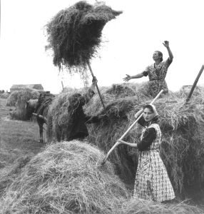 heuladen auf pferdefuhrwerk