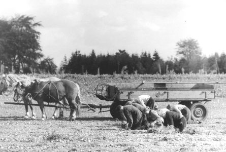 kartoffelernte von hand pferdefuhrwerk schiffer 810 3 nr464