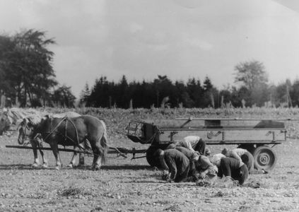 kartoffelernte von hand pferdefuhrwerk schiffer 810 3 nr464 d