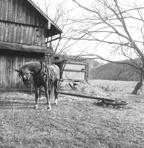 pferd an zahnrad als antrieb