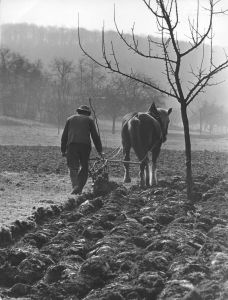 pfluegen mit pferd erich bauer