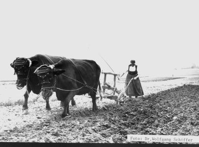 pfluegen mit schwarzen kuehen nr462 schiffer