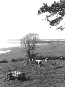 ploener see mit kuehen fendt