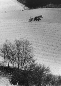 walzen mit pferd schiffer nr 462