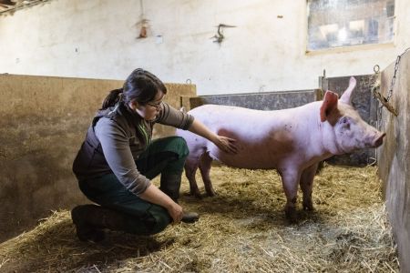 schweinehaltung petschl 7