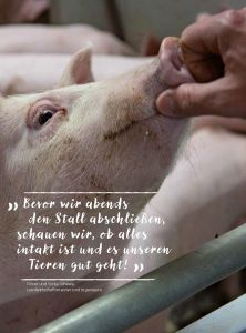 schweinehaltung schewe0