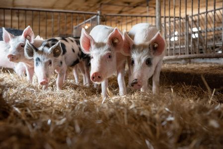 schweinehaltung bio jahnsfelder hof 12