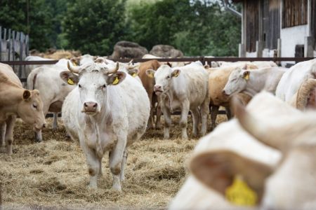 schweinehaltung bio jahnsfelder hof 2