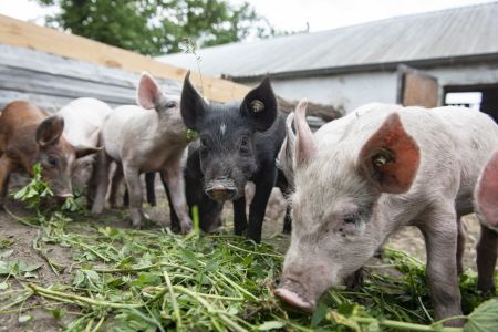 schweinehaltung bio jahnsfelder hof 3