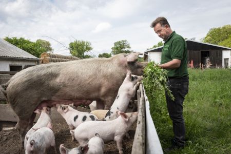 schweinehaltung bio jahnsfelder hof 4