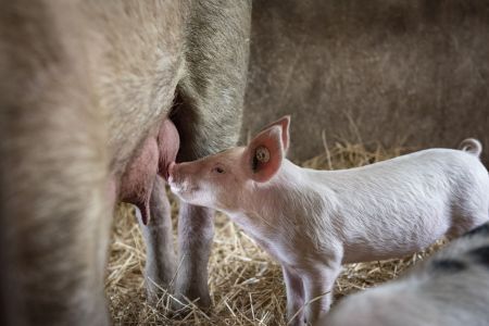 schweinehaltung bio jahnsfelder hof 5