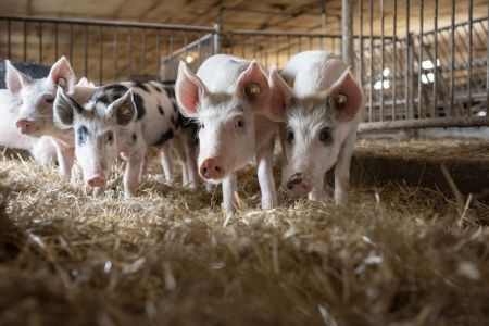 schweinehaltung bio jahnsfelder hof 6