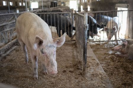 schweinehaltung bio jahnsfelder hof 7