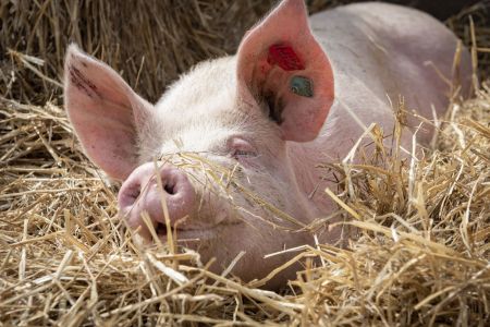 schweinehaltung bio jahnsfelder hof 8