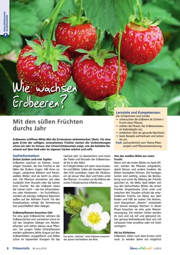 Wie wachsen Erdbeeren? Mit den süßen Früchten durchs Jahr