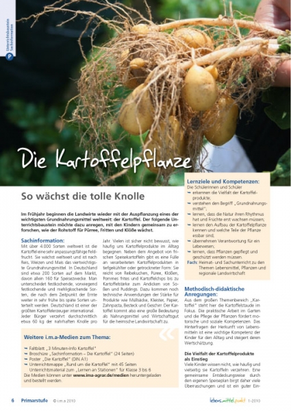 Die Kartoffelpflanze