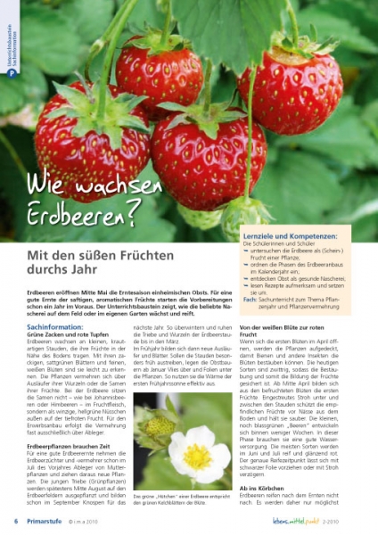 Wie wachsen Erdbeeren?