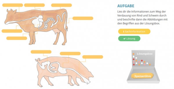 Der Weg des Futters bei Rind und Schwein