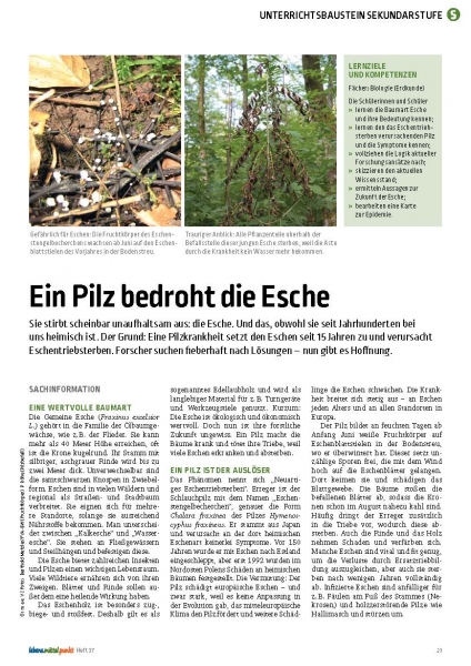 Ein Pilz bedroht die Esche