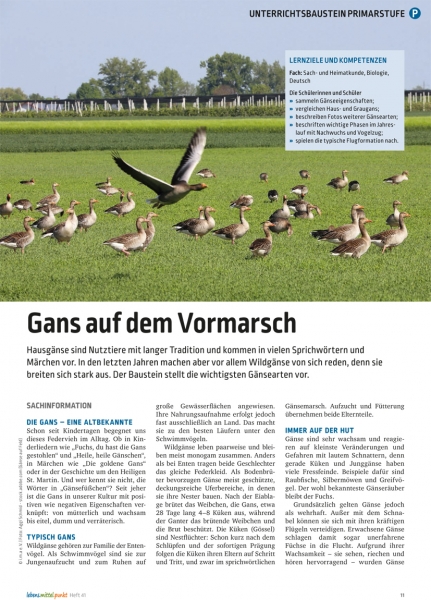 Gans auf dem Vormarsch