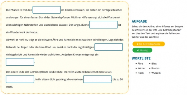 Die Getreidepflanze