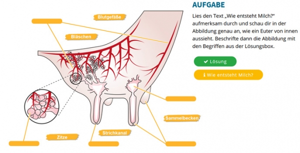 Wie entsteht die Milch im Euter der Kuh