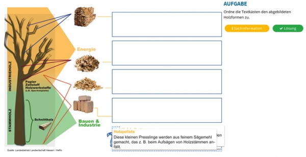 Holz - Wärme und Werkstoff aus dem Wald