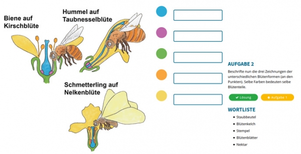 Nützliche Bestäuber - Bienen, Schmetterlinge & Co