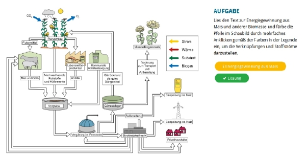 Der Energielieferant Mais