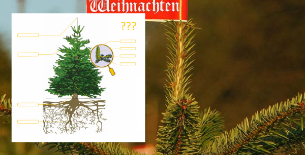 Wie wachsen unsere Weihnachtsbäume