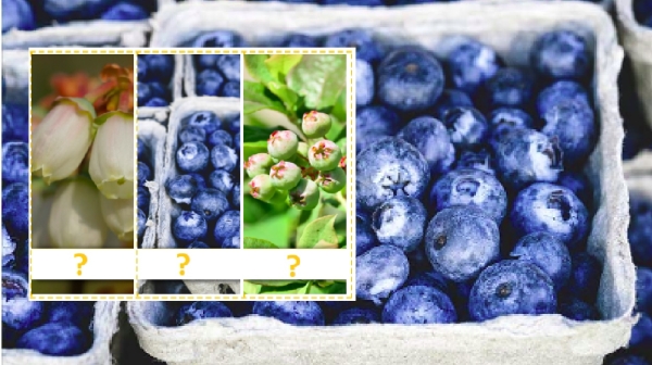 Heidelbeeren - Vom Strauch in den Mund