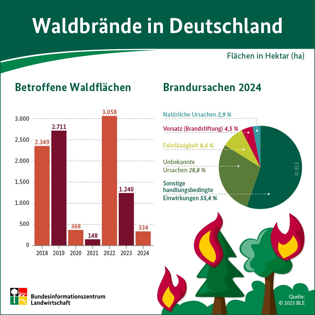 Grafisches Schaubild zu Waldbraenden in Deutschland mit einem Balken-Diagramm, dass die Megen der von 2018 bis 2024 betroffenen Waldflächen darstellt und ein Torten-Diagramm, dass die Brandursachen für 2024 in Prozenten darstellt:. .