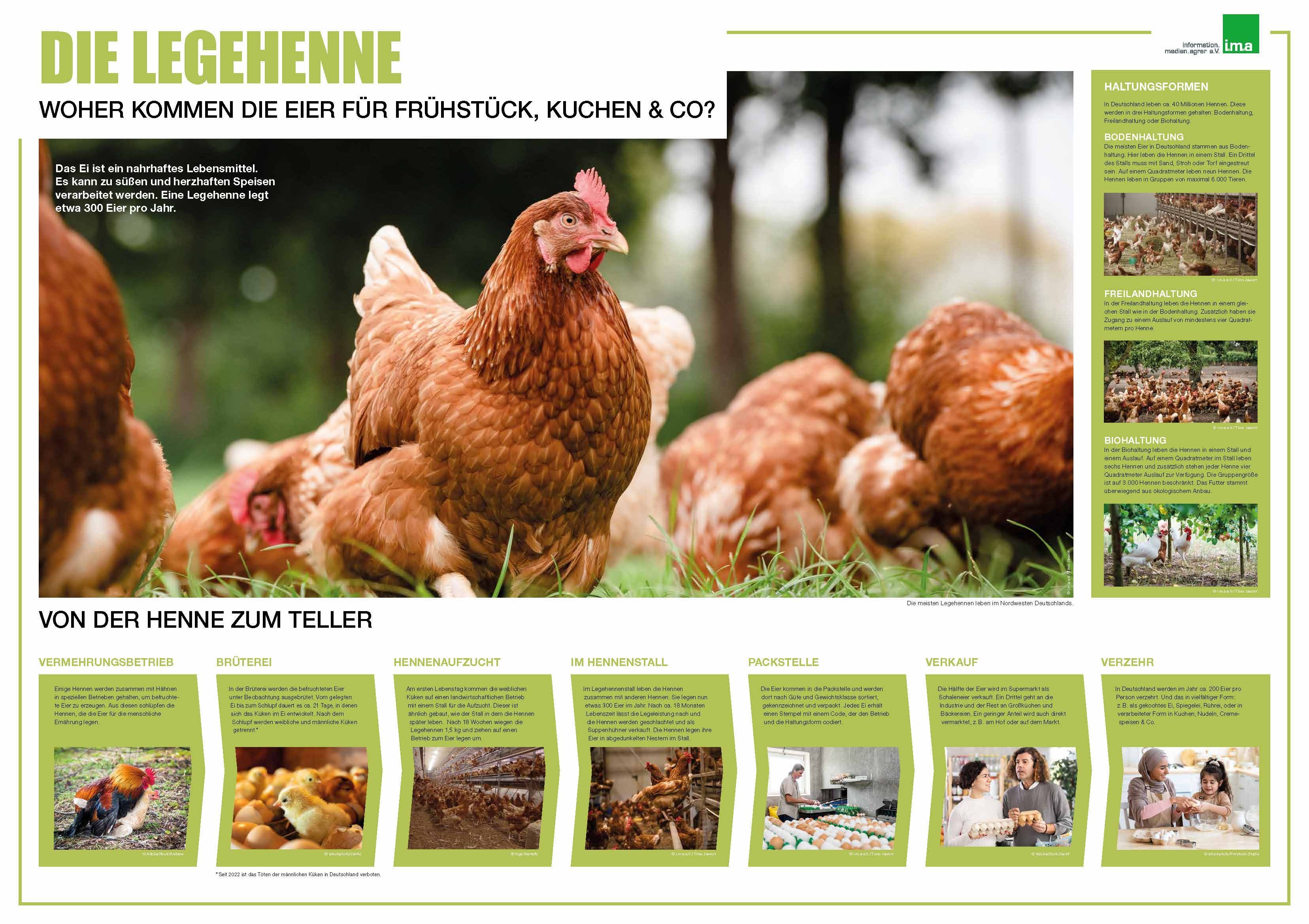 Großes Foto einer Legehenne, drei kleine Fotos mit Bilder unterschiedlicher Haltungsstufen, fünf Fotos mit Bildern von der Erzeugung und das Wachstum der Hennen bis zum Kauf von Eiern und deren Zubereitung.