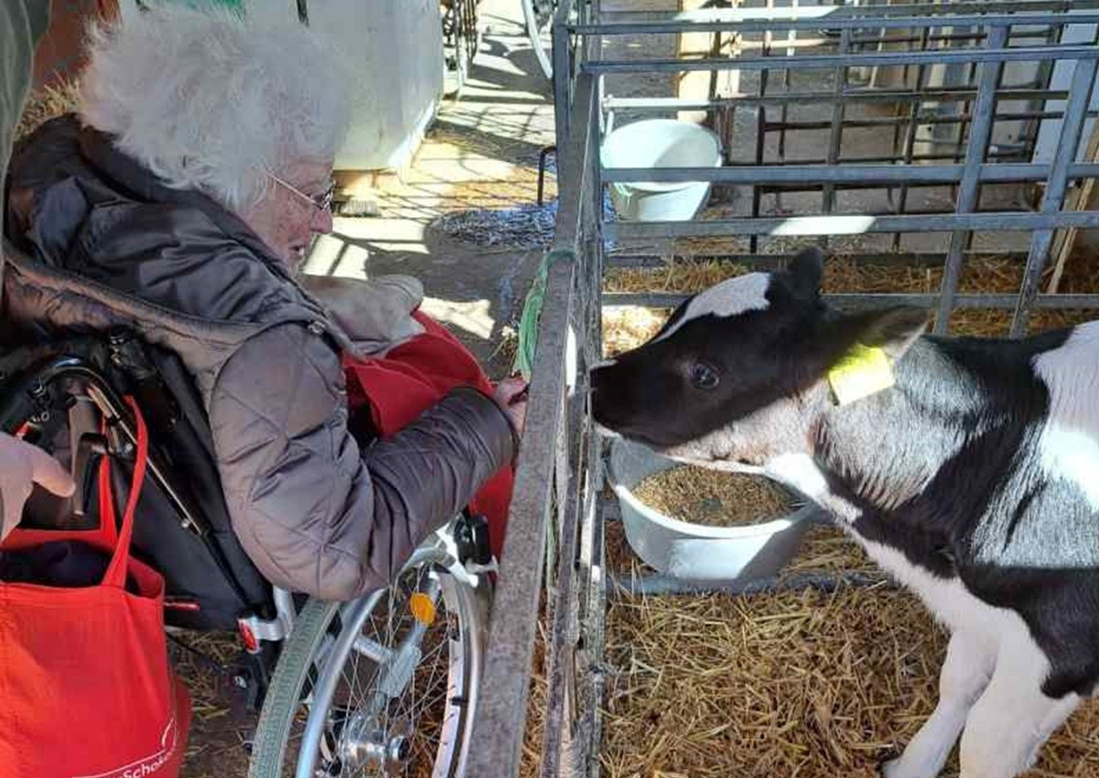 Ältere Frau im Rollstuhl an einem Rindergatter mit Kalb.